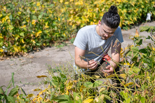 risk-to-crop-production-of-agriculture