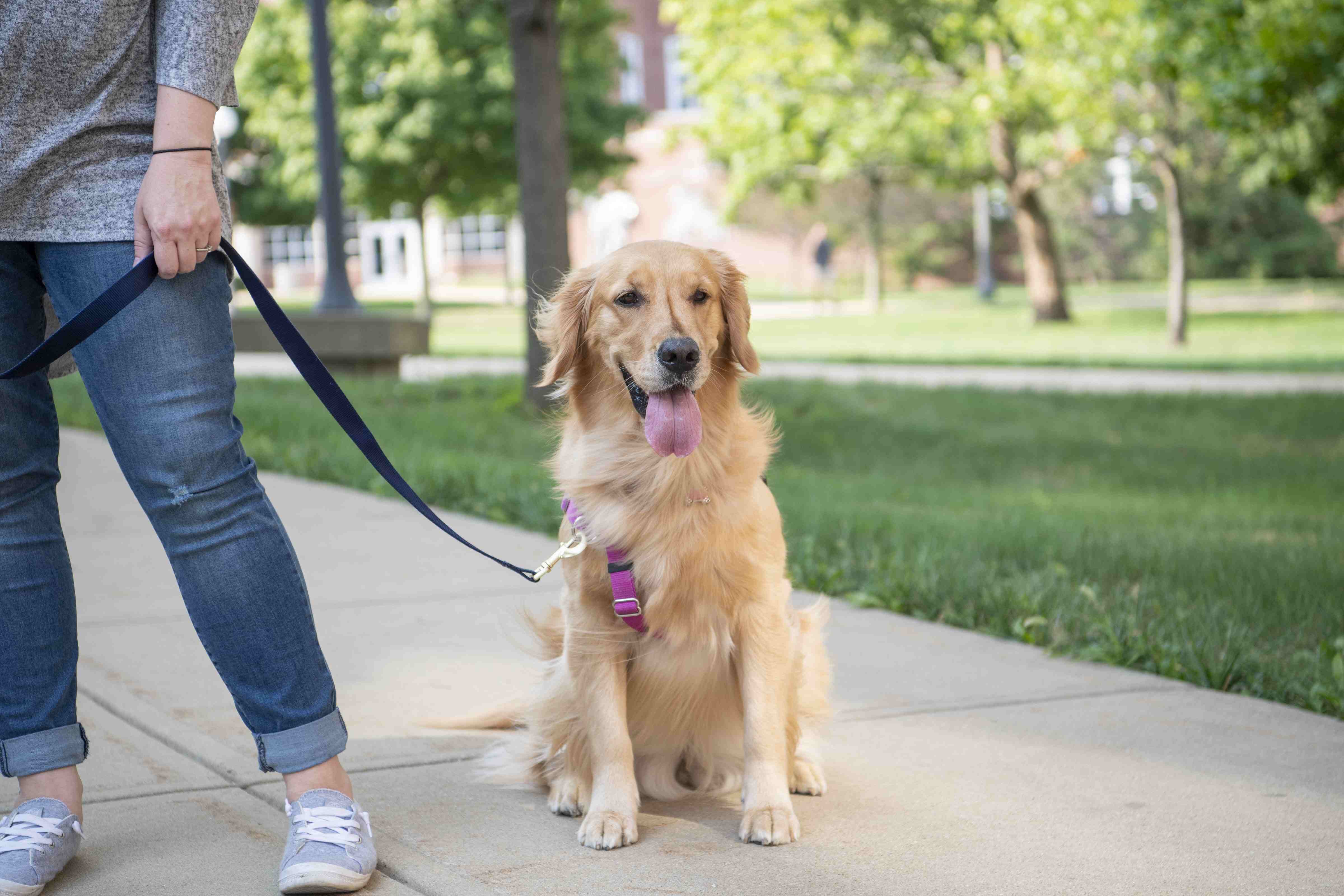 Companion animal nutrition skills