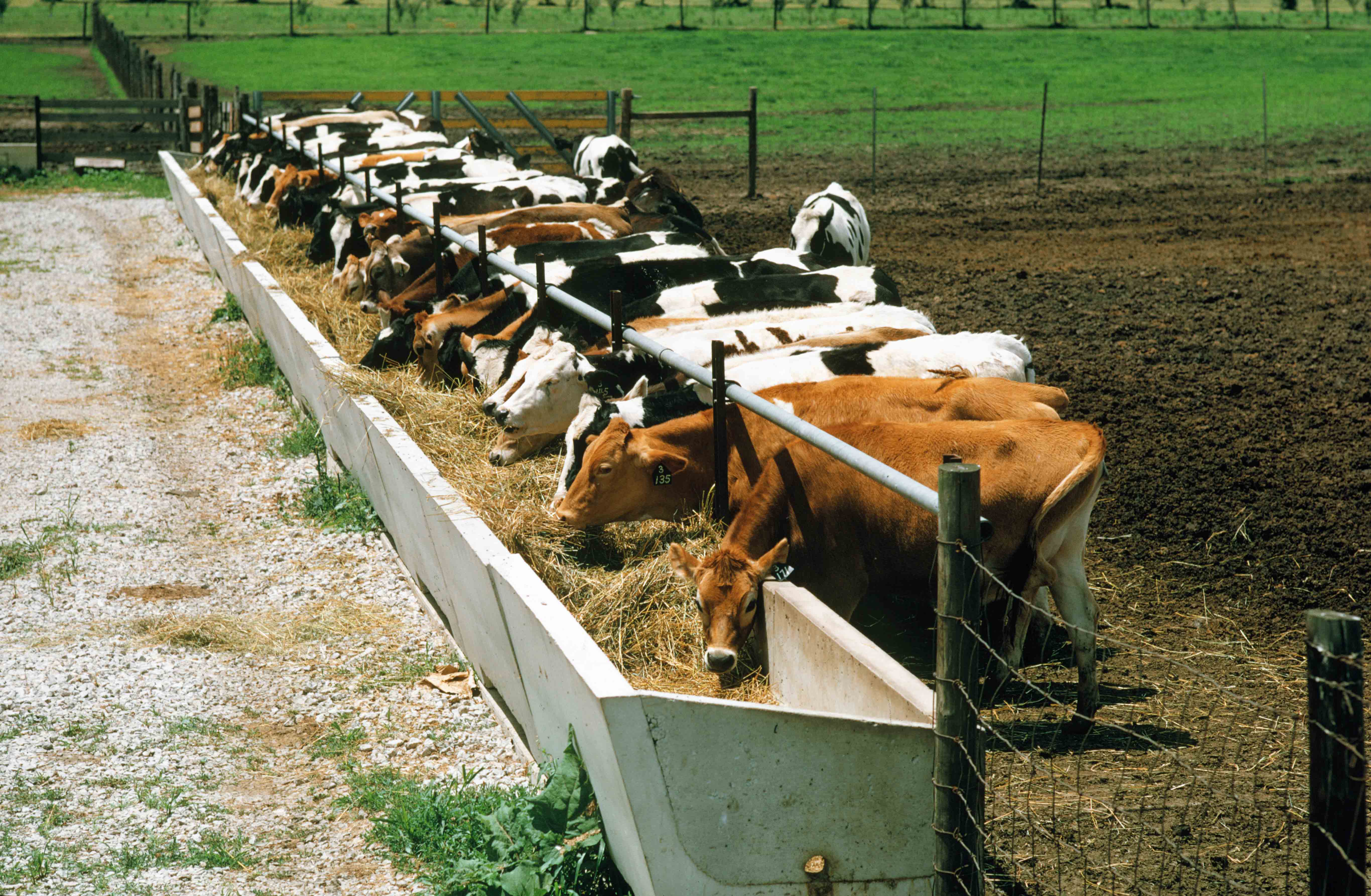 dairy cattle eating out of feed bunk