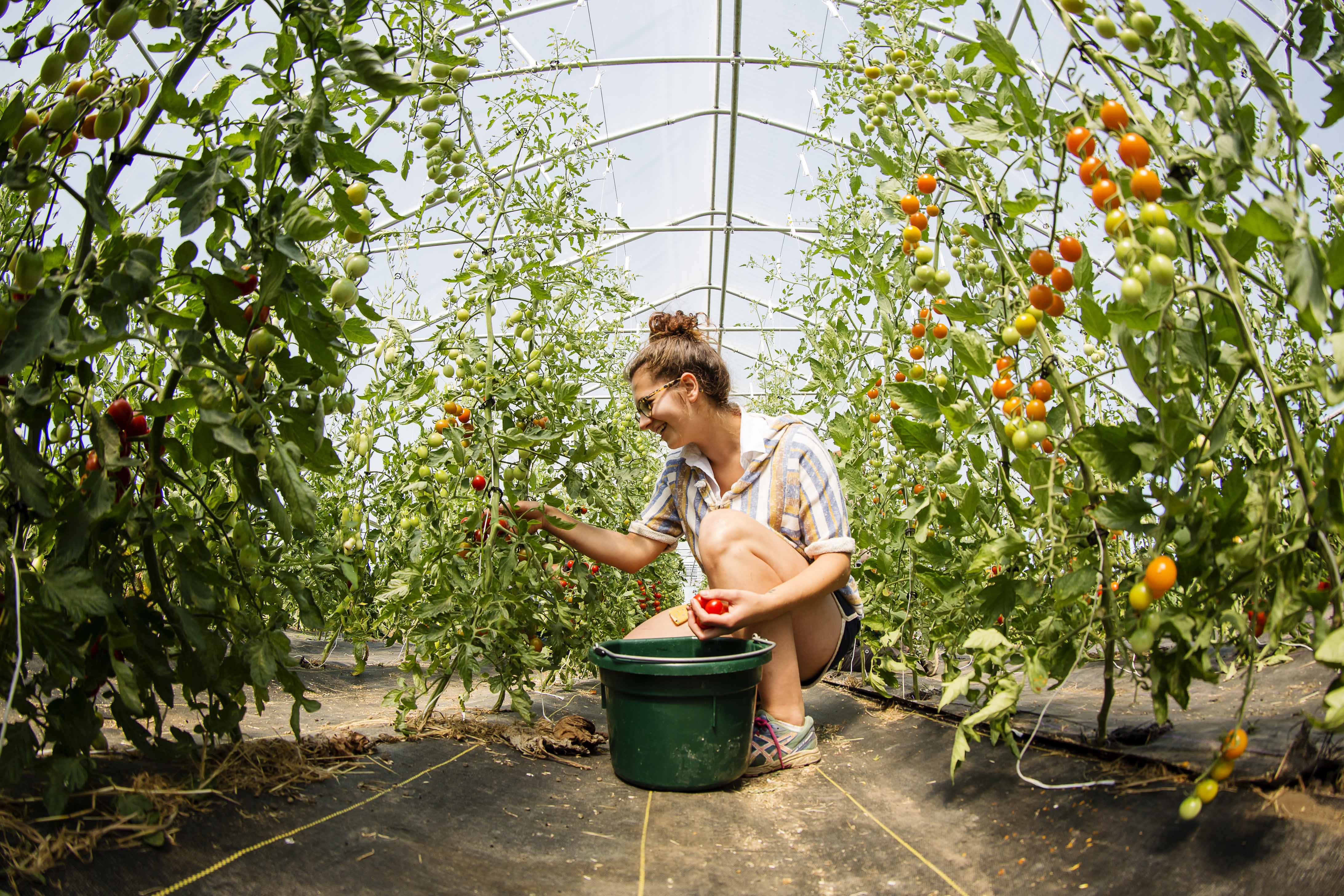 person in greenhouse looking at tomatoes