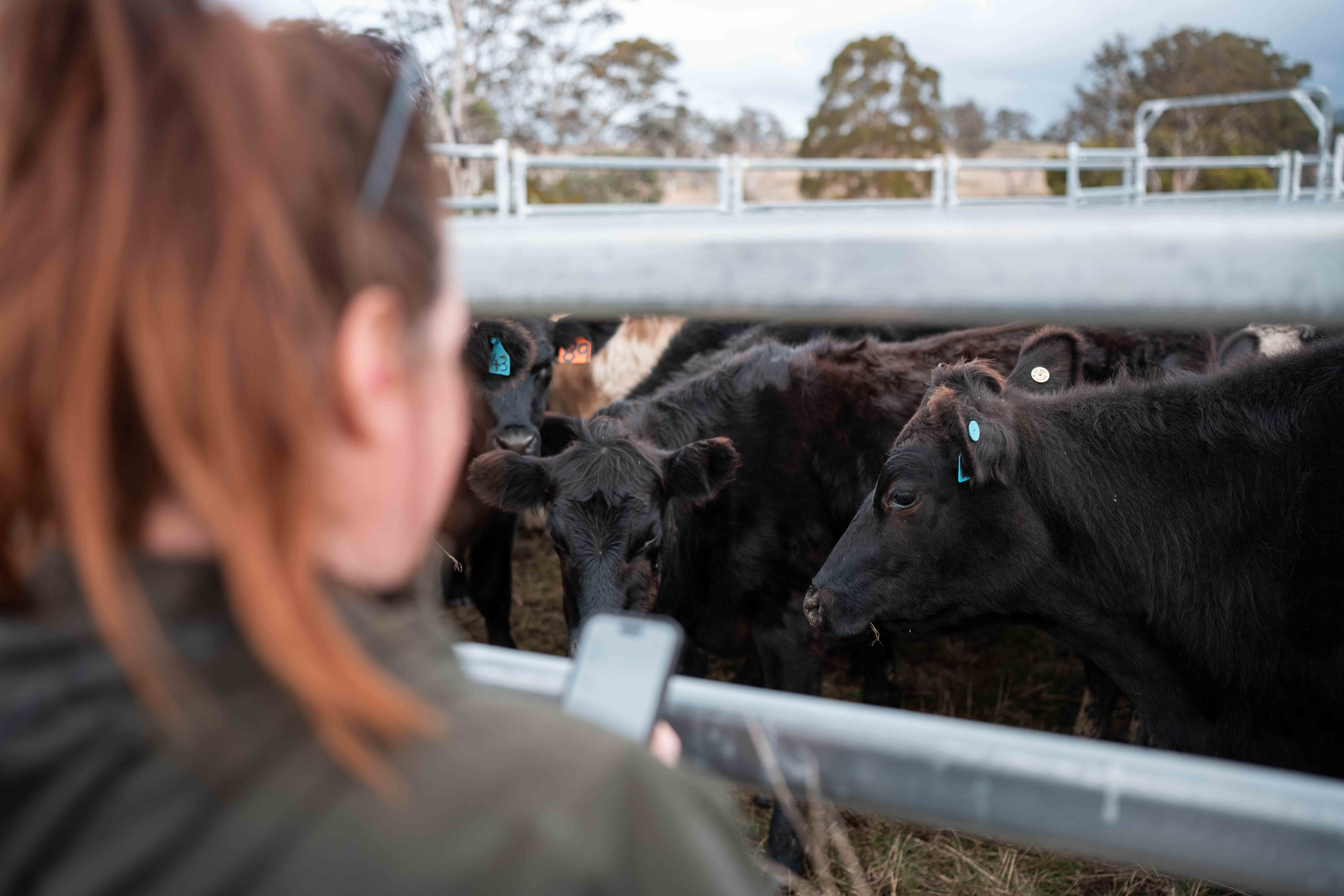 Person looking through gate at beef cattle