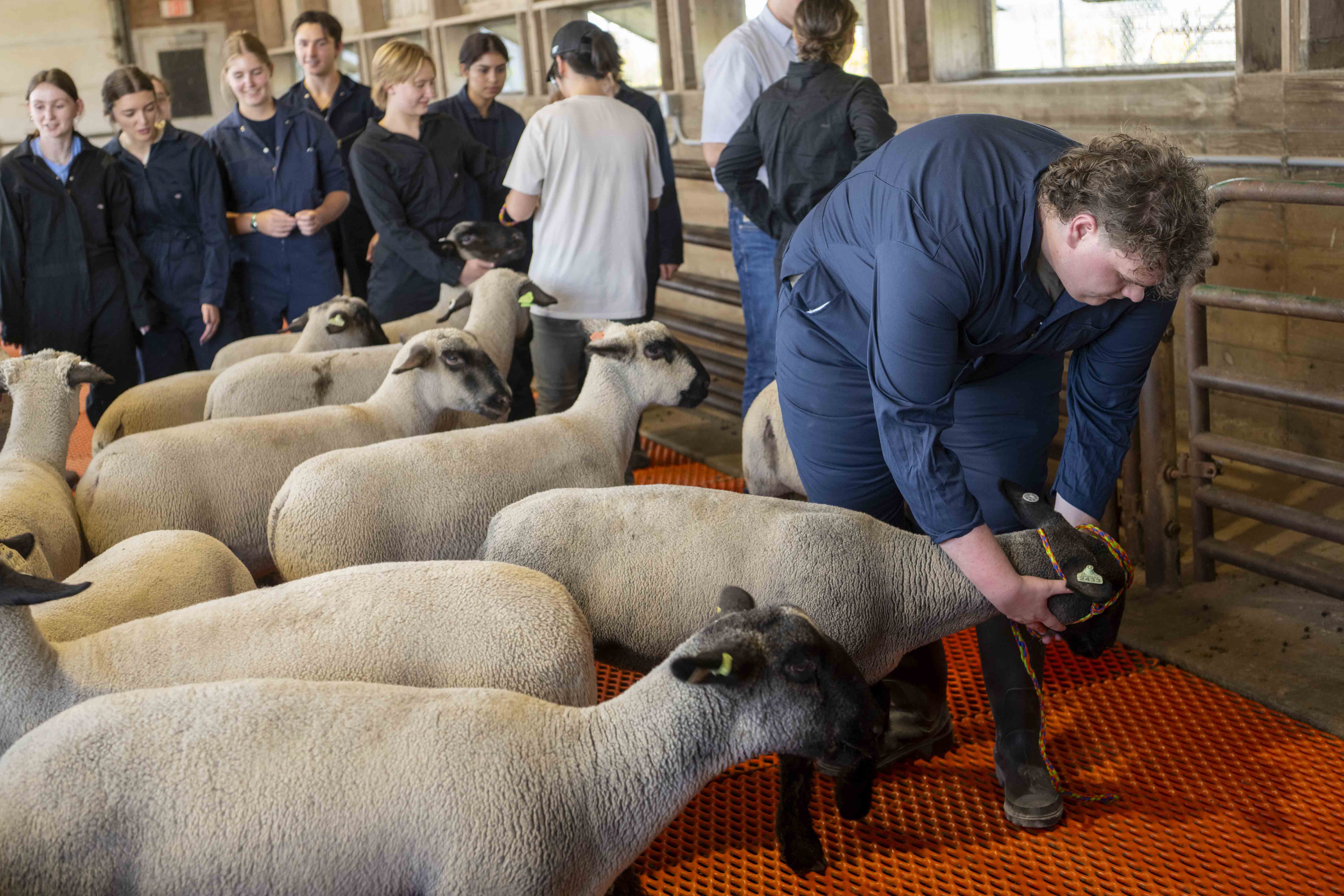 People in sheep barn