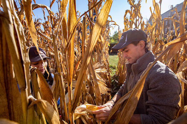 People in corn field looking at crop
