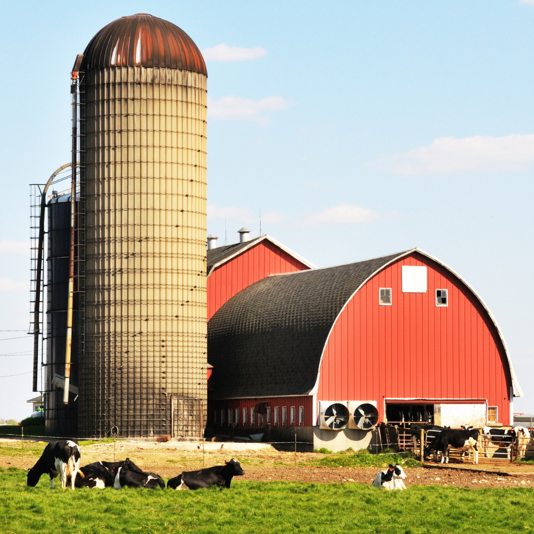 Dairy cattle laying in pasture in front of red bard and silo