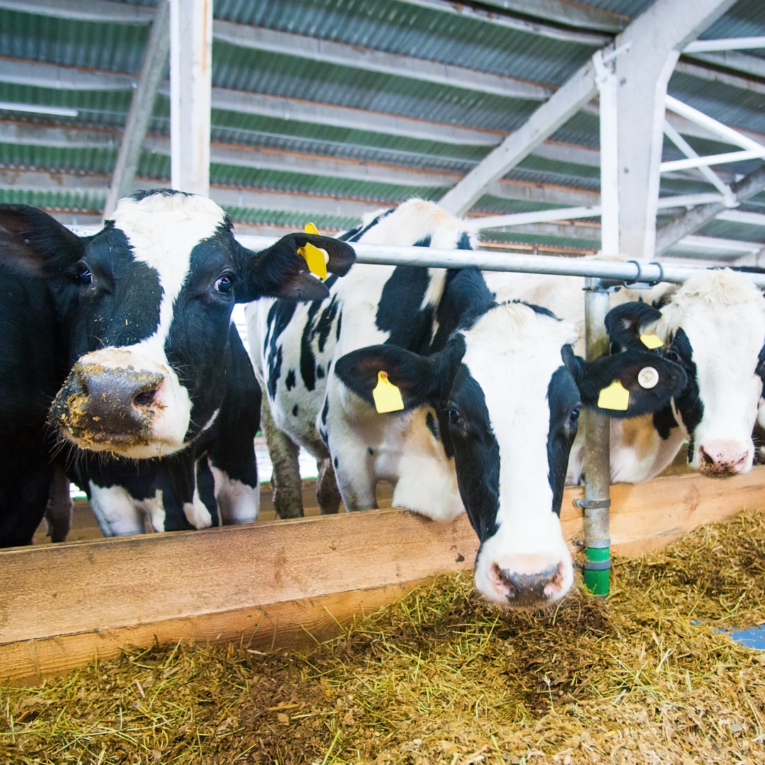 Dairy cattle eating silage