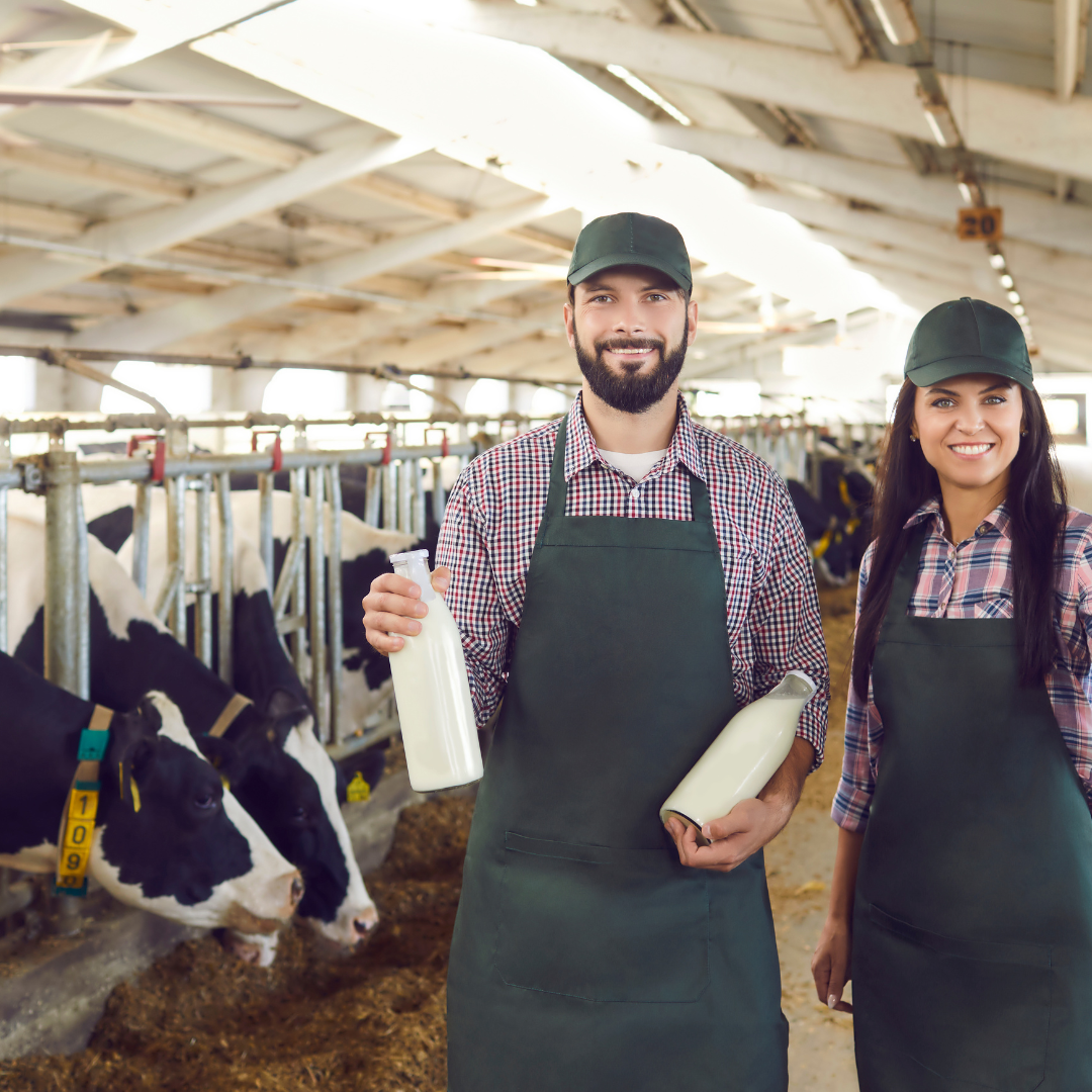 Two people standing in dairy cattle facility holding containers of milk