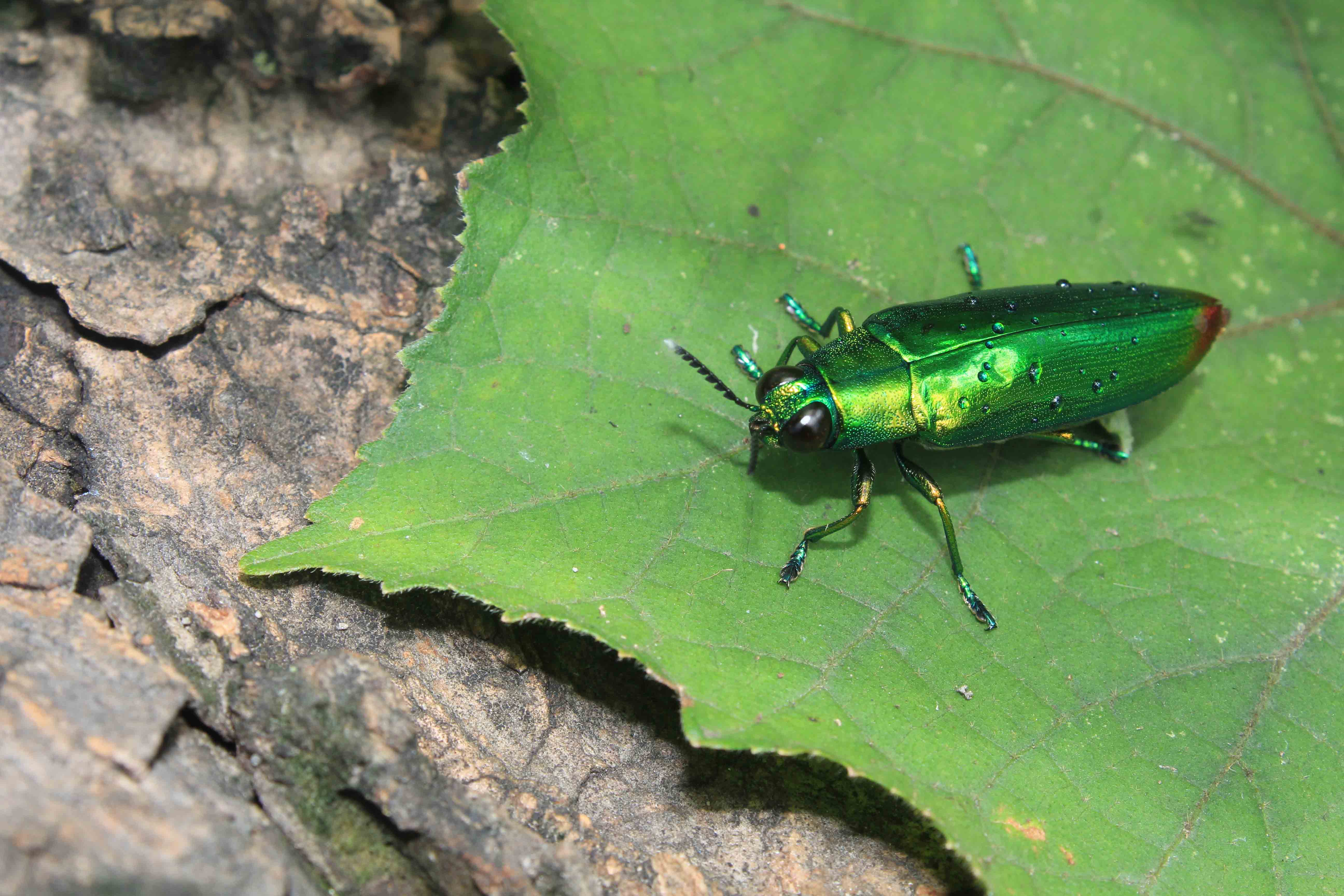Emerald Ash Borer on leaf