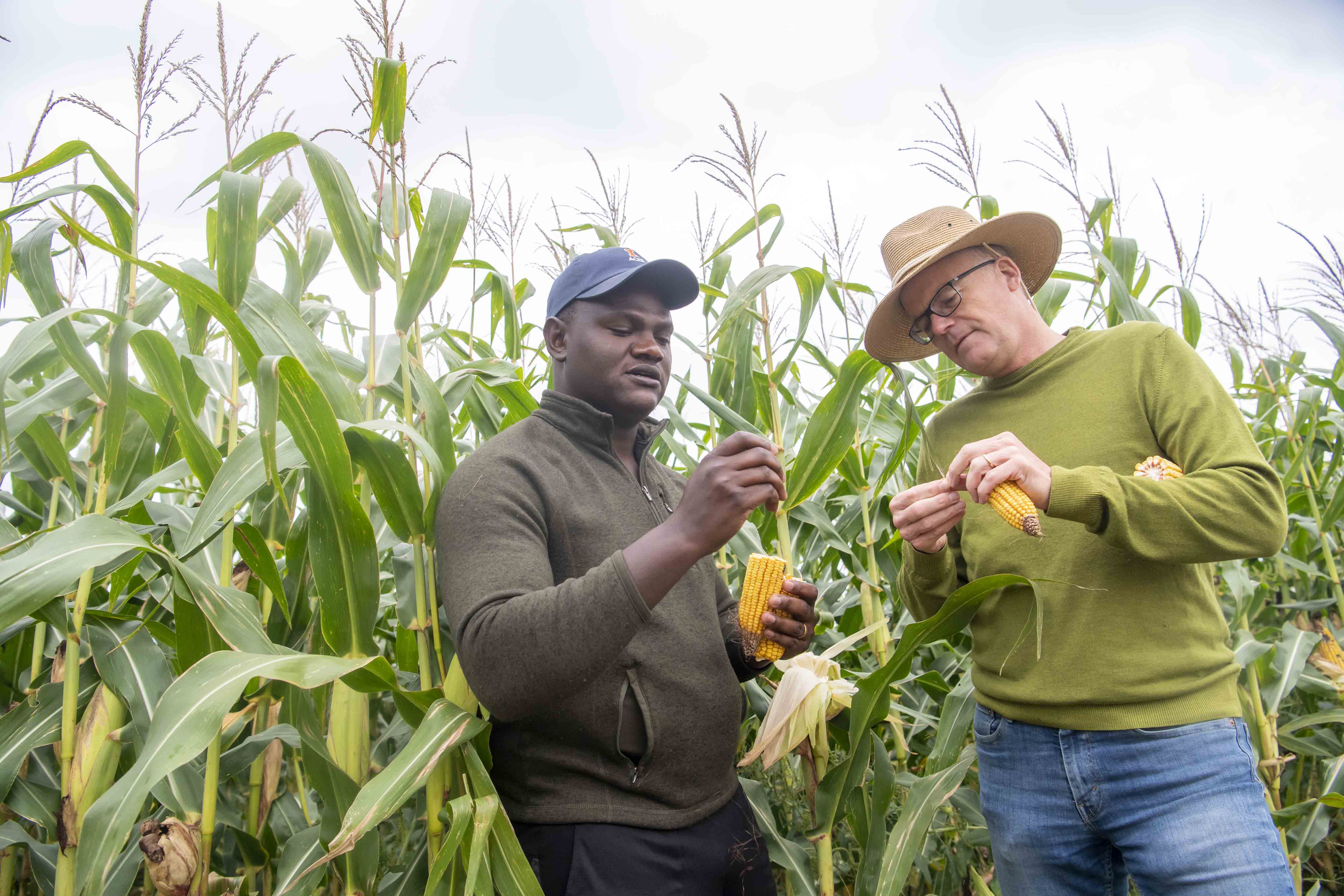 Two men standing near a field of corn looking at an ear of corn