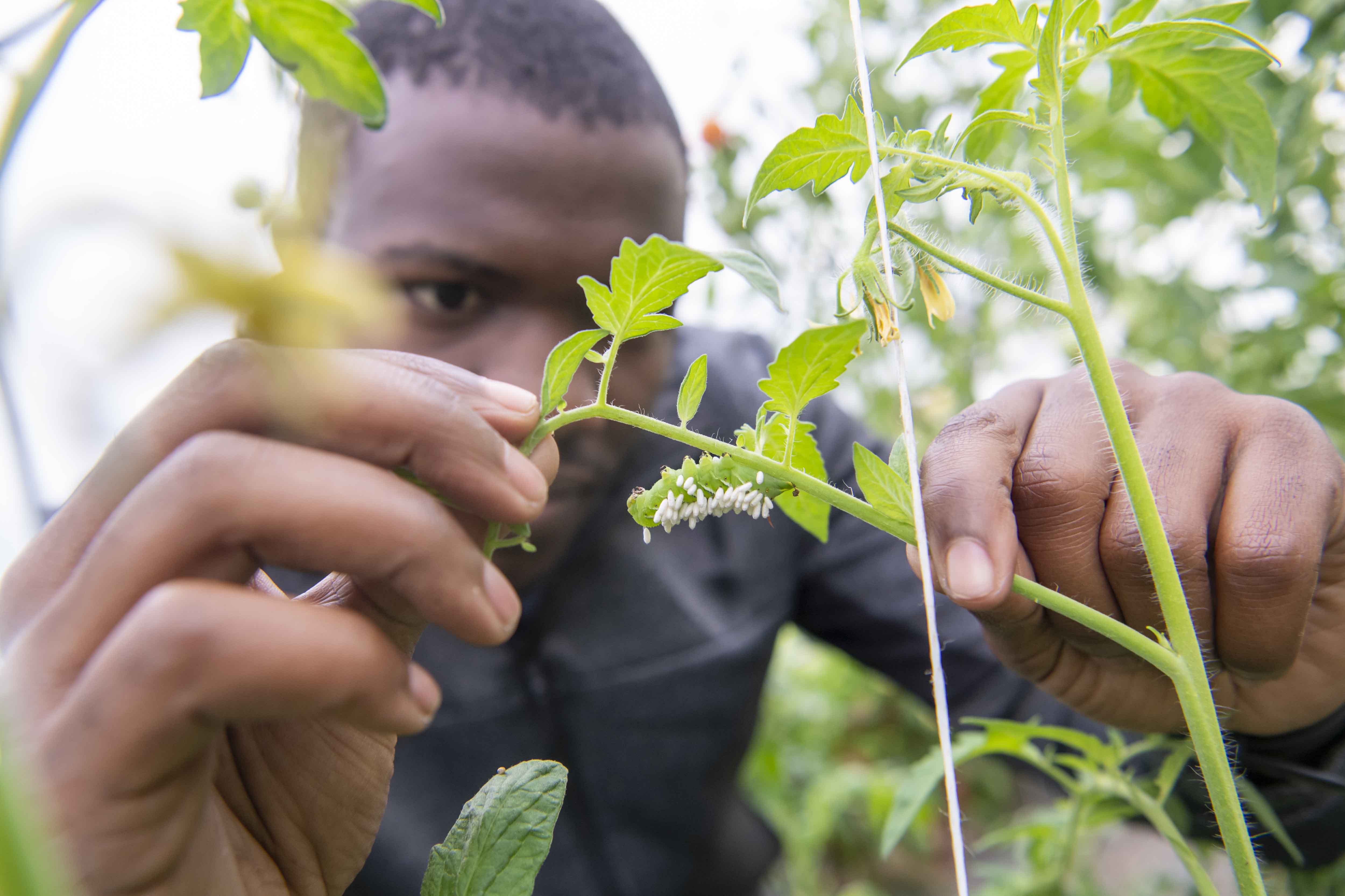 Person investigating plant