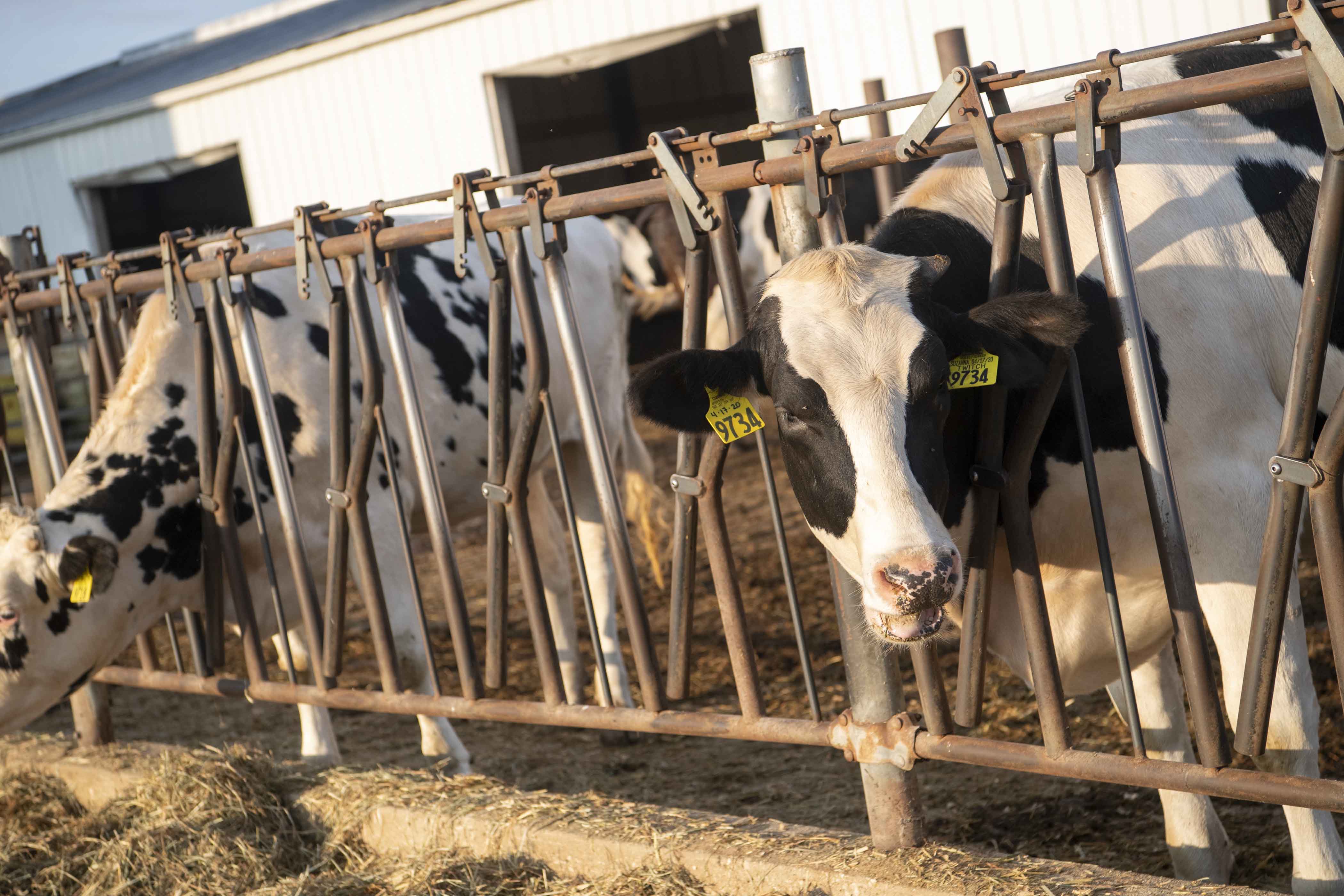 Dairy cattle eating in bunker